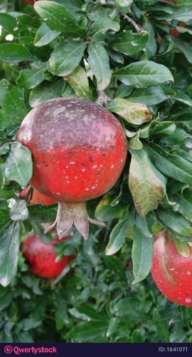 Red pomegranates hanging on a tree branch sway gently in the wind, surrounded by vibrant green leaves. The scene captures the essence