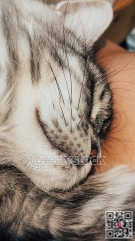 Calm feline embrace, Peaceful cat resting peacefully, Relaxed cat curled up in warm morning sunlight
