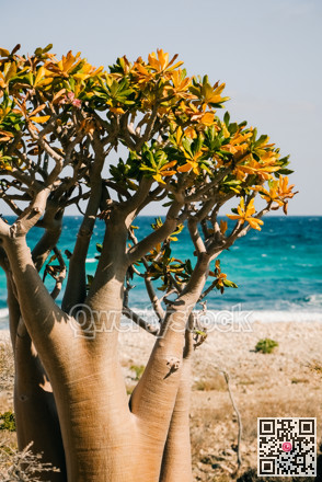 Sunlit coast with blooming bottle tree. Serene seaside scene featuring bottle tree and sparkling water