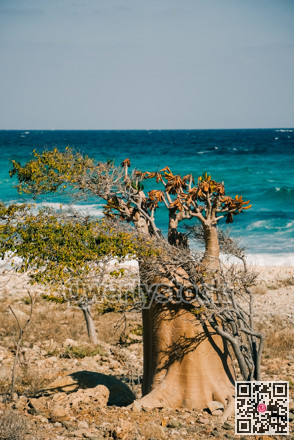 Sturdy tree by sea. Windbattered tree stands resilient against harsh waves and arid terrain nearby