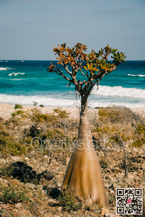Quiet cacti silhouette with ocean background. Isolation scene featuring tree and distant ocean waves