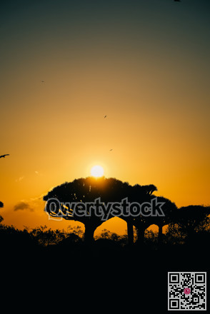 Evening canopy shadows stretch calm. Sunset silhouettes with migrating birds above silent foliage