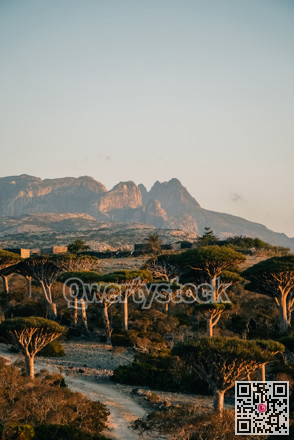 Highland scene preserved. Vivid highland environment with rugged paths and scattered tree canopies