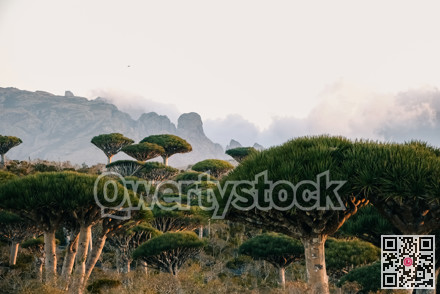 Highly detailed view of dense foliage and sculptural branch formations in soft mist environment