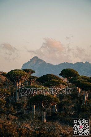 Tall trees surround foggy mountain peak. Vegetation encircles fogcovered mountain summit in soft light