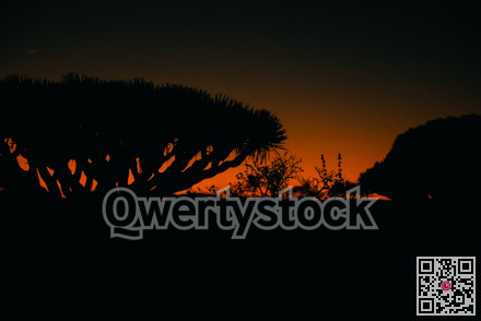 Tree silhouette with dramatic lighting and contrasting colors creating cinematic poster imagery