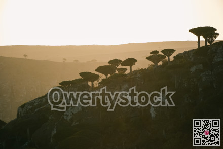 Sun drenched cliff with sculpted trees and warm horizon light evoking adventure and conservation narrative