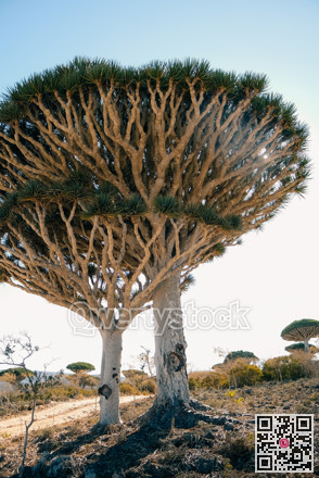 Artistic plant silhouette. Sculptural dracaena with dramatic silhouette and warm lighting effect