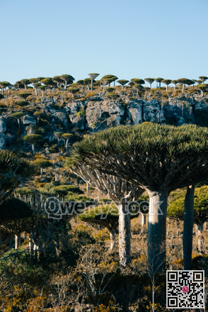 Forest with rocky terrain. Expedition scene showcasing towering trees and rough terrain landscape