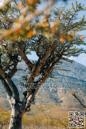 Rough cliffs with soft highlights. Vivid depiction of rugged terrain with atmospheric blurring effects