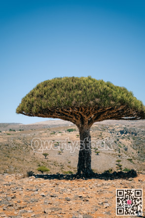 Distinctive solitary dracaena with umbrella shape stands amid rough terrain under light blue sky