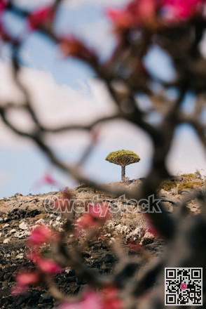 Peaceful tree amidst blooming branches. Calm single tree with delicate pink blossoms under soft sky