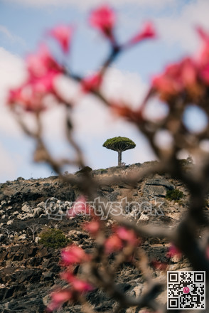 Centered tiny tree with backdrop. Delicate green tree set against soft floral background emphasizing hope