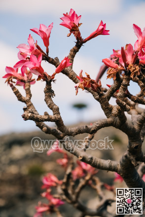 Intimate macro shot of delicate pink flowers. Closeup of vibrant pink flower branches with soft background