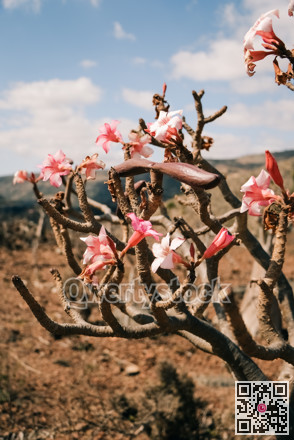 Vivid pink flowers on twisted branches. Colorful adenium blossoms with textured stems and petals