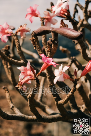 Seasonal desert flora showcasing white pink blossoms against rocky rugged landscape and sunlit stems