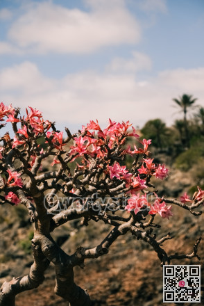Pink flower display. Showcase of adenium branches featuring pink flowers and dry surroundings
