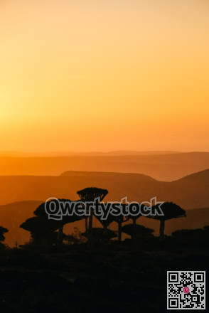 Golden hour seaside shadows with cliffs. Silhouettes of coastal trees and distant shimmering sea at sunset