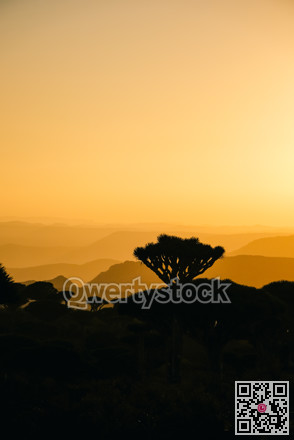 Tranquil sunset view featuring layered mountain ridges and silhouetted tree against warm atmospheric haze
