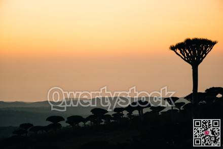 Dracaena outlines over coastal horizon. Silhouetted dracaena figures adorn horizon of sunset by seashore