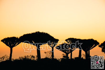 Silhouette sunscape art. Distinct pine silhouettes carve horizon under luminous evening sky with minimalism