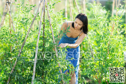 Adult woman caring for plant in garden
