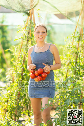 Young woman is working in garden between beds, picking ripe red tomatoes