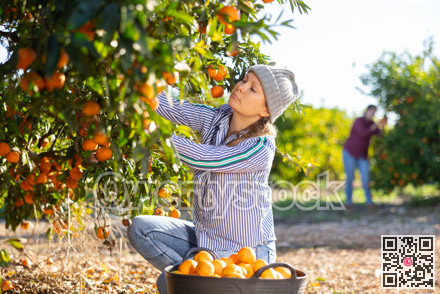 Busy middle-aged female gardener picking ripe tangerines in cultivating season. Ripe mandarins hanging on tree