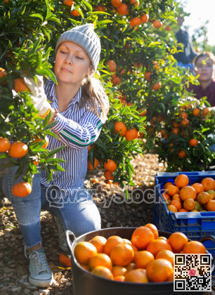 Portrait of successful woman farmer near mandarin tree gathering local organic tangerines in garden during harvest