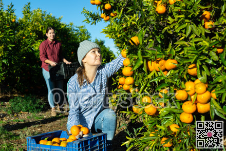 Positive skillful middle-aged woman farmer in plaid shirt harvesting fresh mandarins in orchard on sunny day