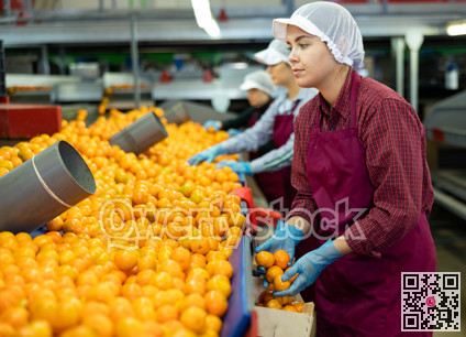 Young women sorts tangerines on a conveyor line. Fruit quality check.