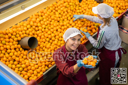 Two cheerful female workers hold ripe fresh sorted tangerines in their palms. Top view.