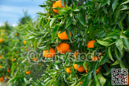 Ripe mandarin oranges on trees