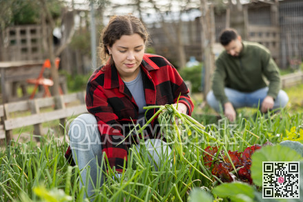Girl works on plantation garden bed, cuts green onion shoots