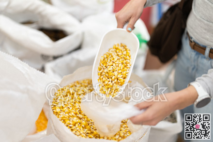 Vendor hands with scoop scoop ripe corn kernels from sack at market