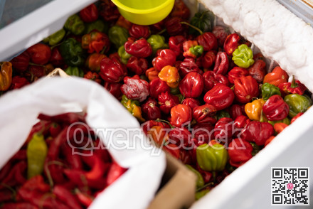Whole frozen red sweet pepper are in shopwindow refrigerator.