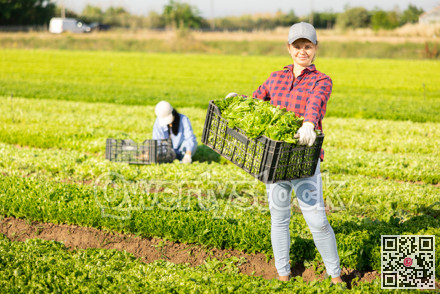 Happy young female farmer posing on plantation with harvested green lettuce