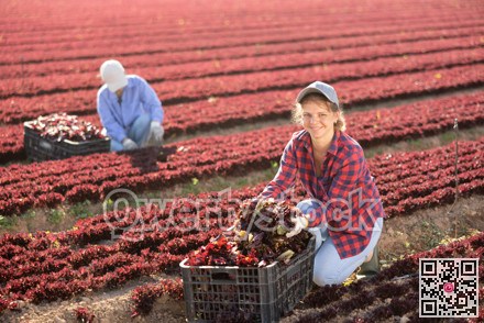 Positive woman farmer gathering fresh red lettuce