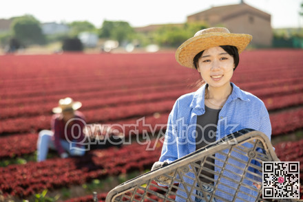 Young smiling asian girl farmer standing on field during red lettuce harvest