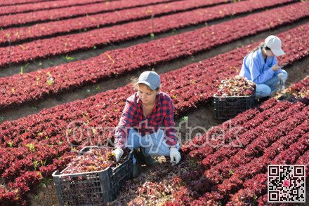 Female gardener harvesting red lettuce on field