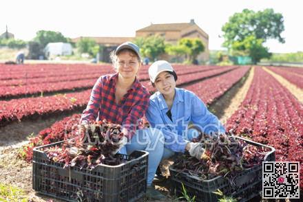 Portrait of two female farmers with boxes of ripe red lettuce in their hands