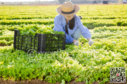 Asian young woman picking lettuce on plantation