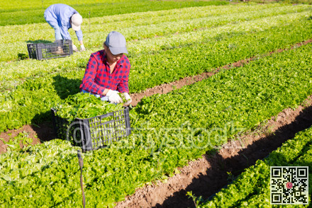 Young girl seasonal worker harvesting green lettuce at farm plantation