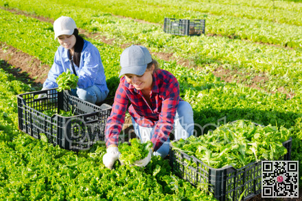 Team of workers harvests ripe green lettuce on plantation