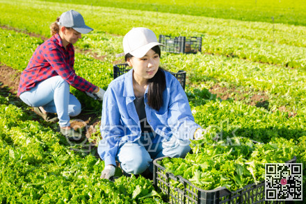 Two female plantation workers picking fresh lettuce
