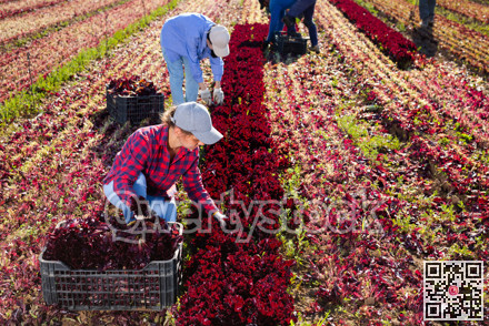 Woman horticulturist picking red leaf lettuce