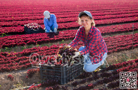 Happy young female farmer gathering crop of red lettuce