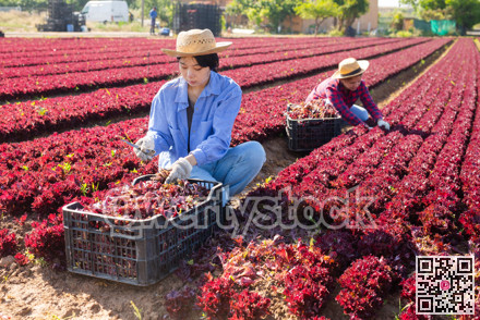 Hired worker asian woman, harvesting fresh red lettuce using knife on field