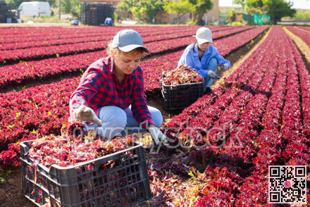 Skilled woman engaged in farming picking fresh red lettuce on farm at day
