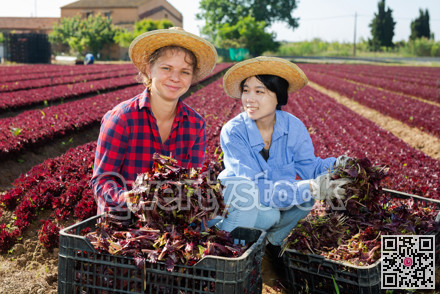 Portrait of two female farmers with boxes of ripe red lettuce in their hands